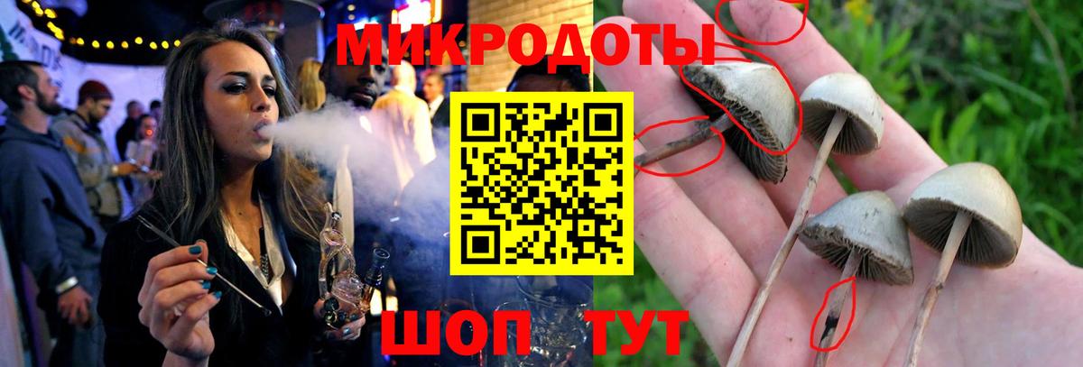 Псилоцибиновые грибы Cubensis Апрелевка